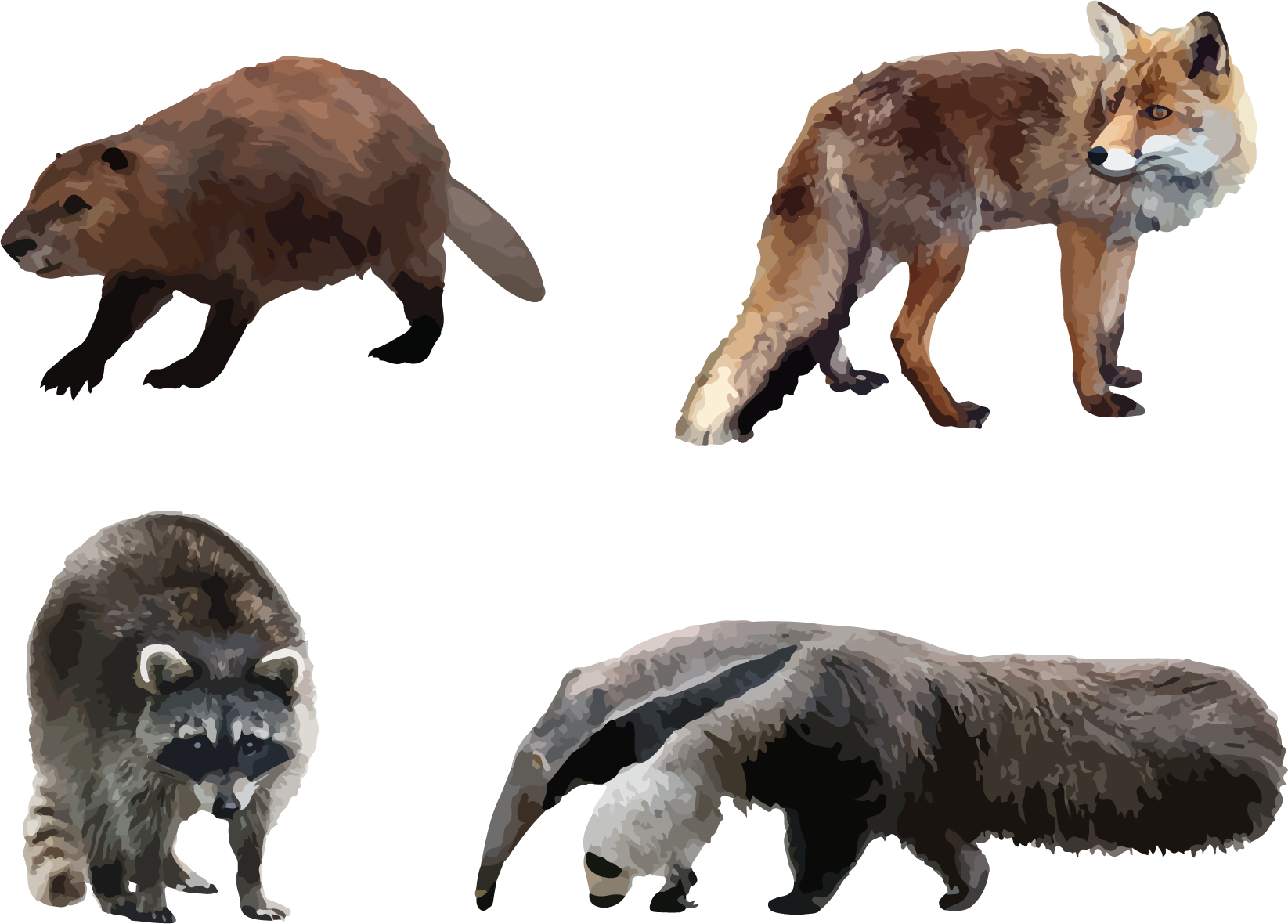 Animals.