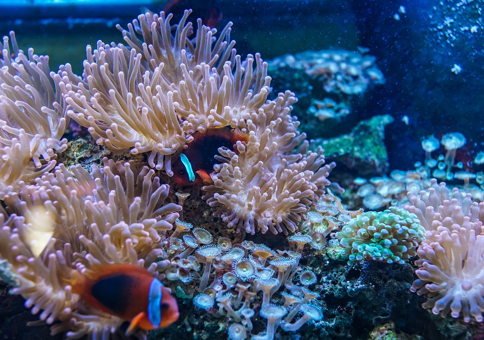 Coral underwater with fish.