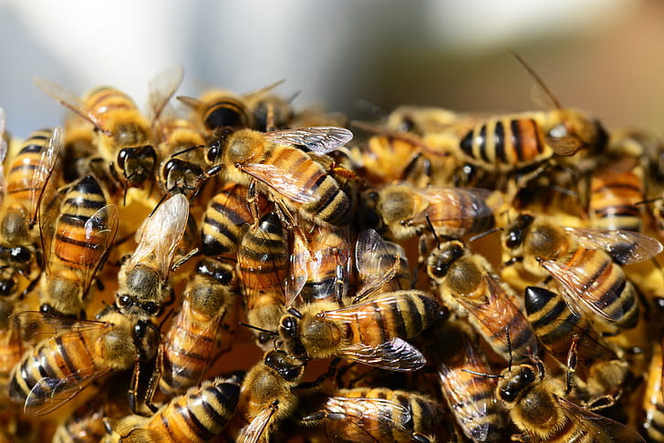 Photograph, many bees.