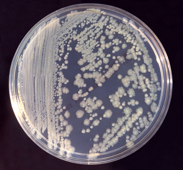 Enterobacter cloacae bacteria in a petri dish