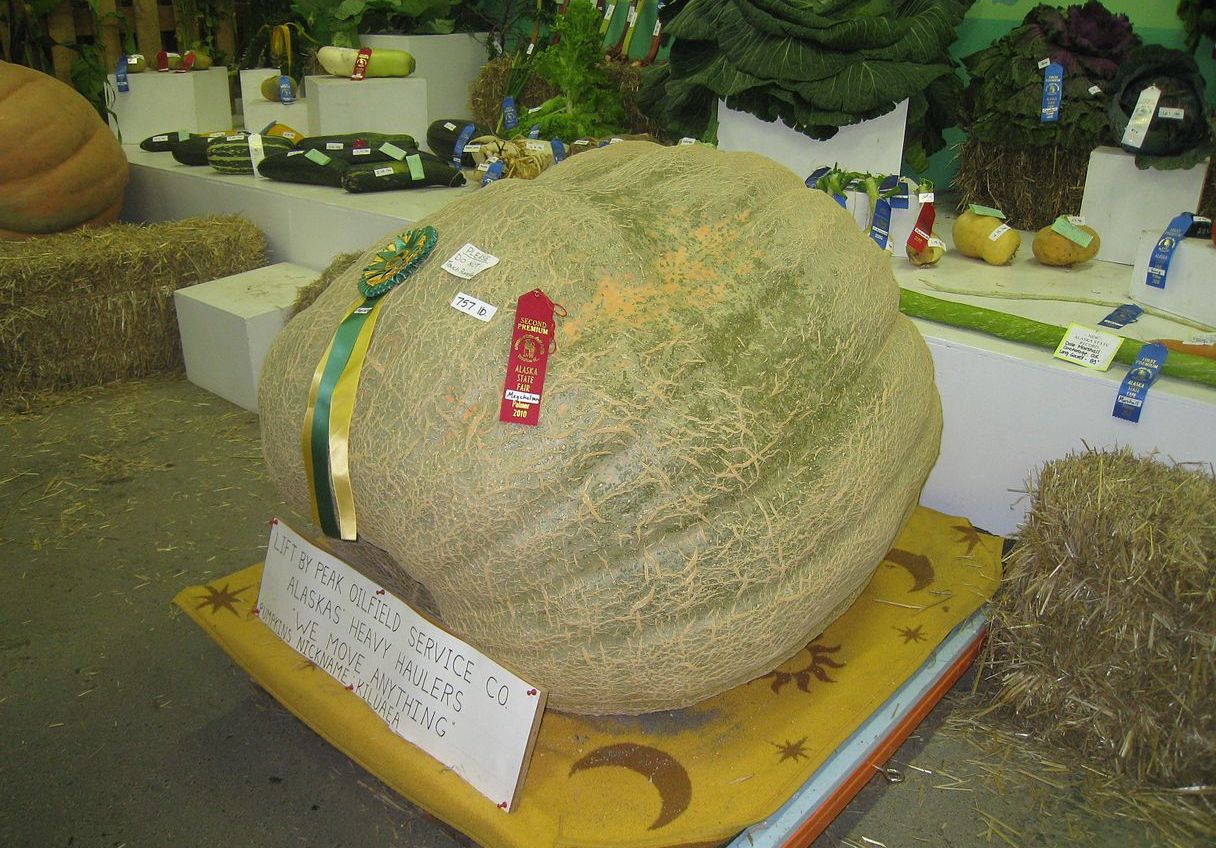 giant canteloupe