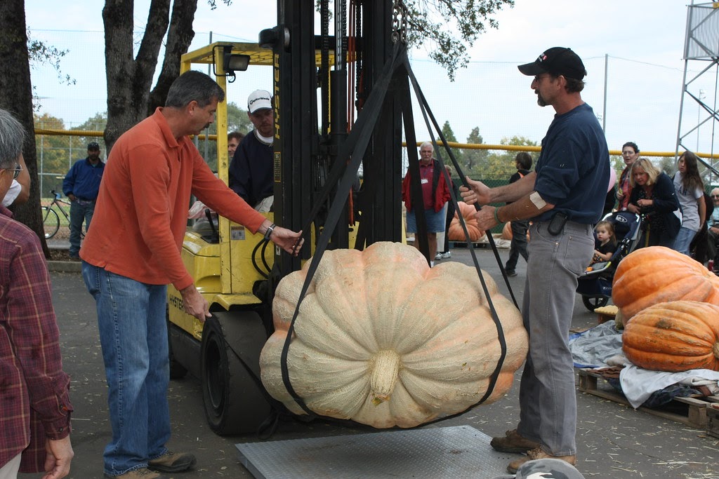 Giant pumpkins being weighed.