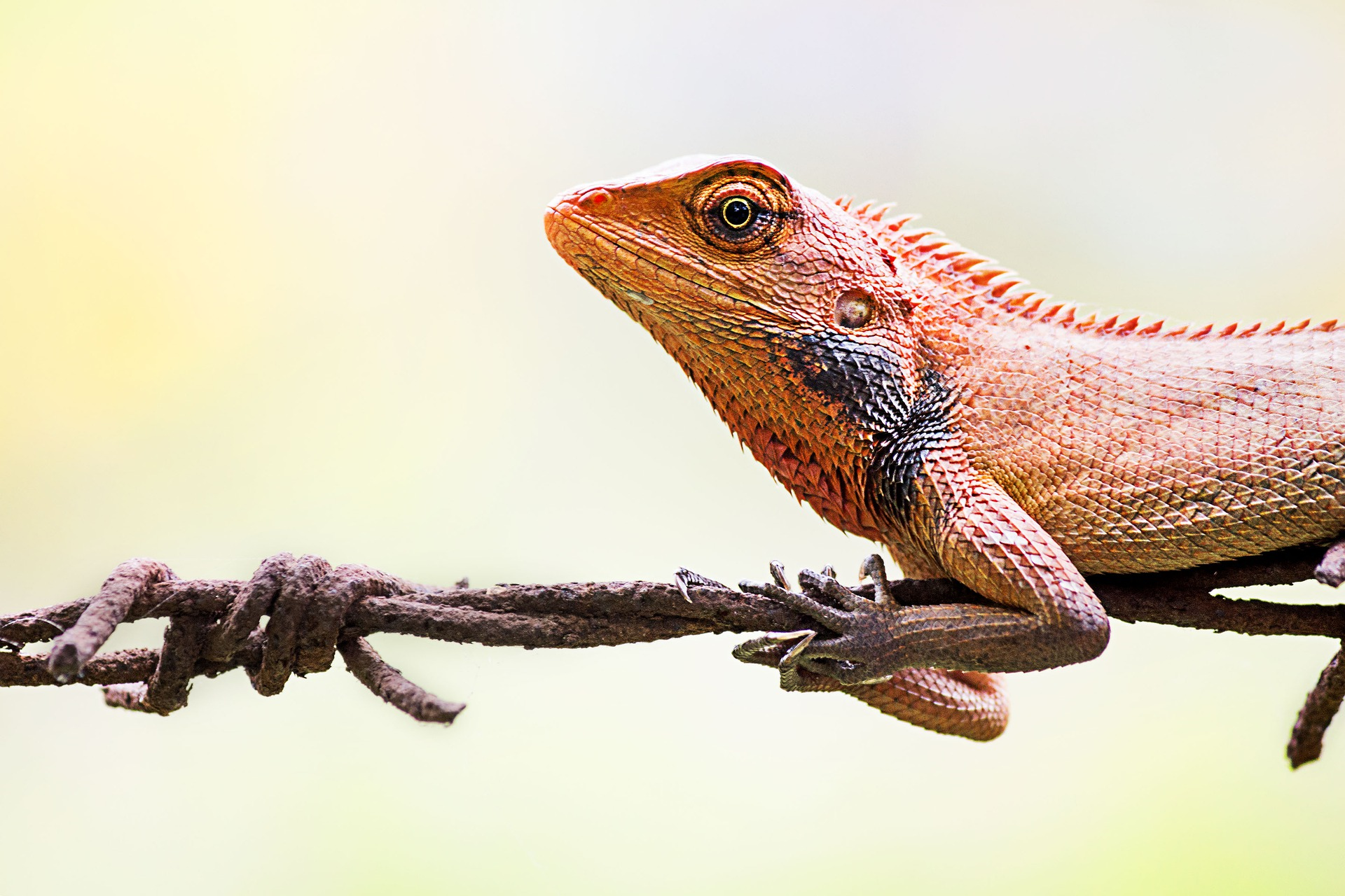 Lizard.