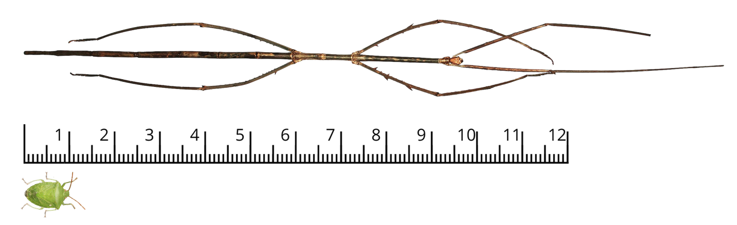 image of a ruler and two bugs. Ruler, length 12 units. Bug below has length about 1 unit. Bug above has length more than 12 units.