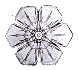 drawing of a snowflake with 6 equal parts. symmetric down the middle with 3 petals on each side.