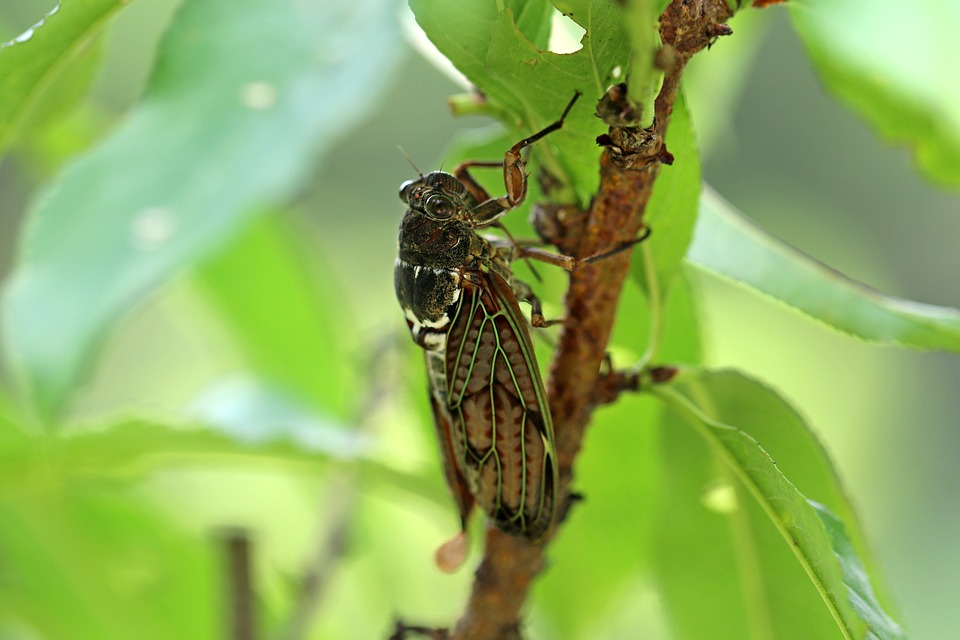 cicada on a stem