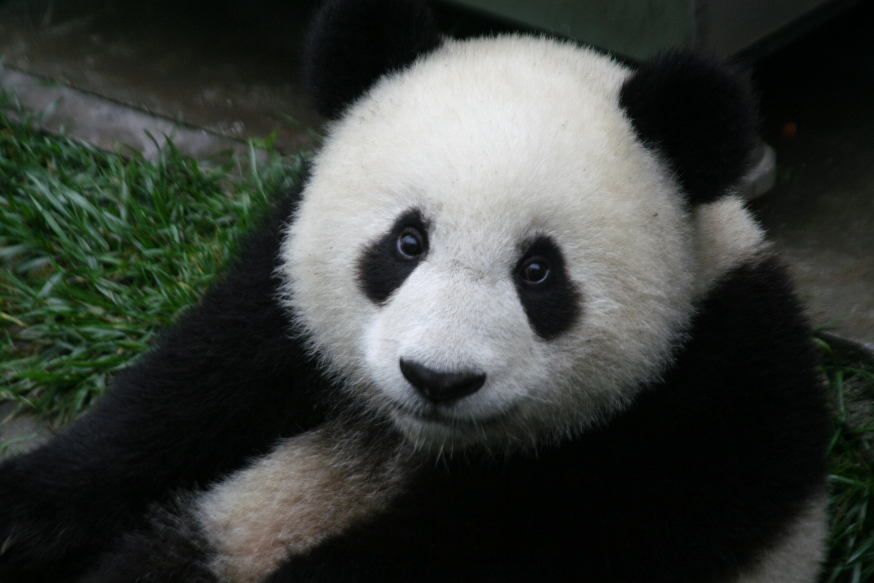 Photograph. Giant Panda.