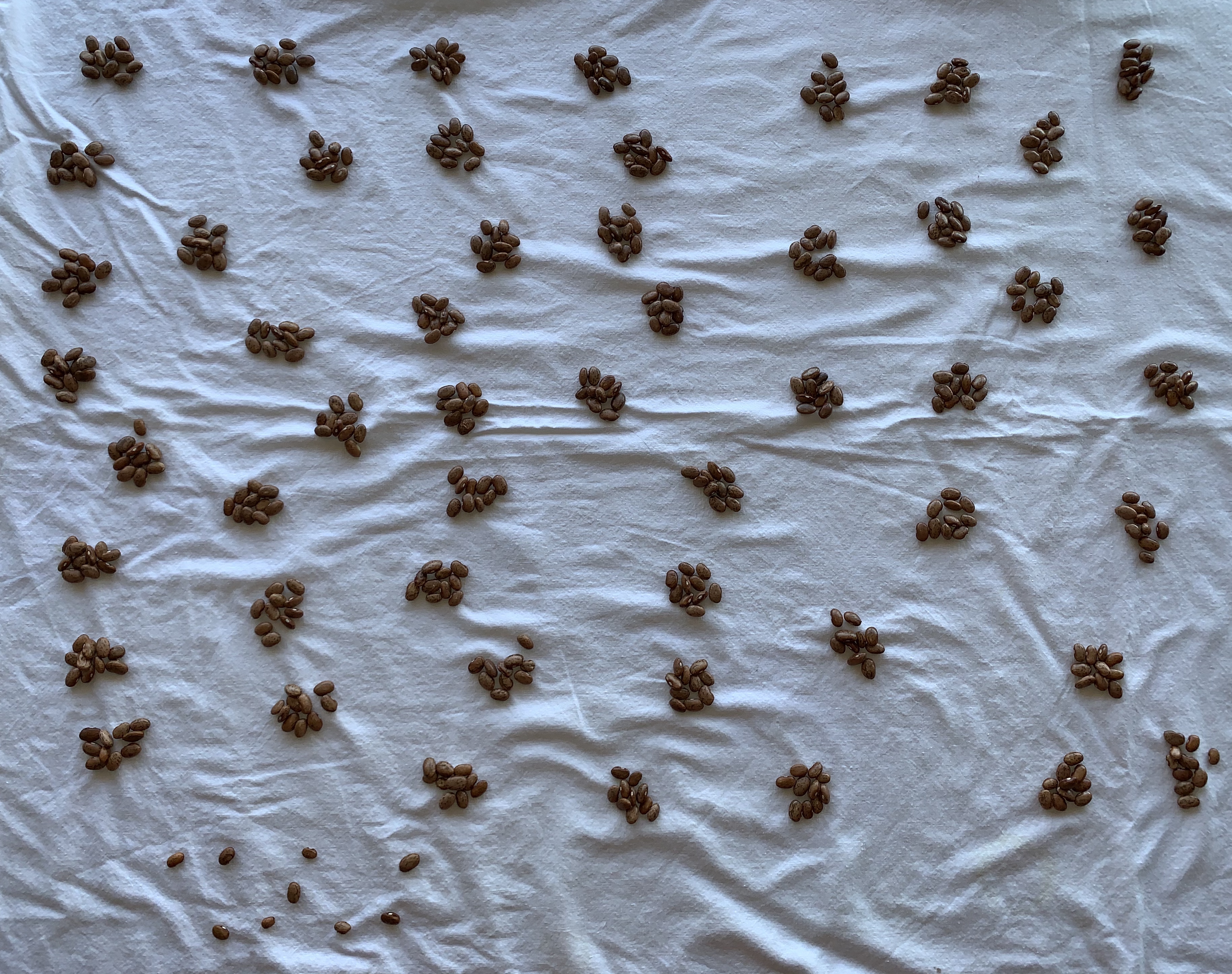 Beans in groups of ten.