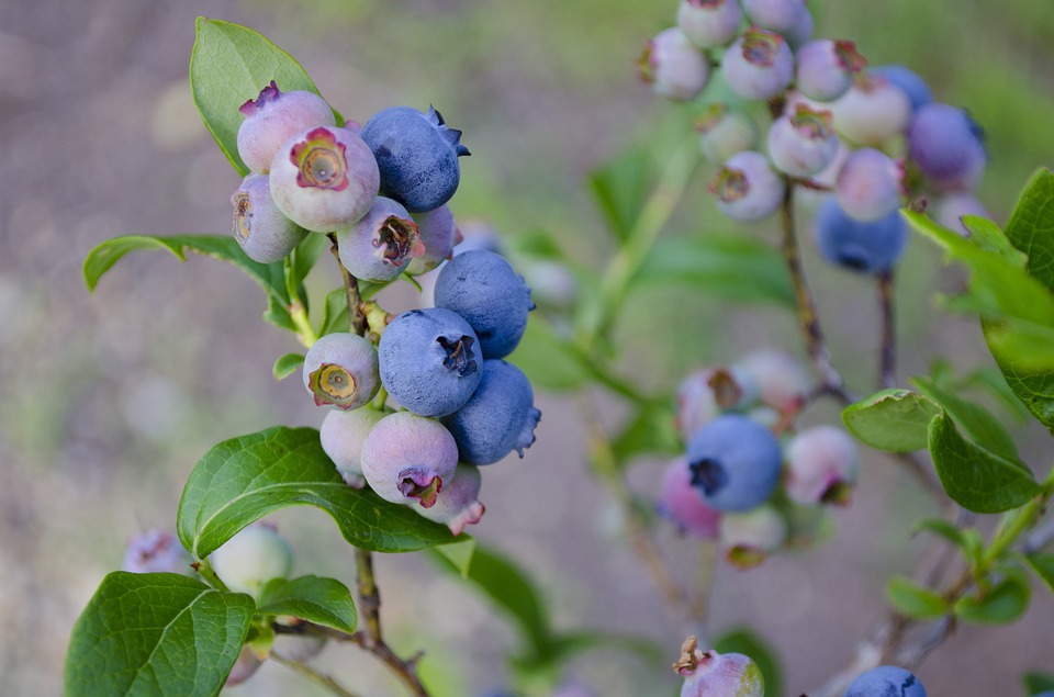 Blueberries.