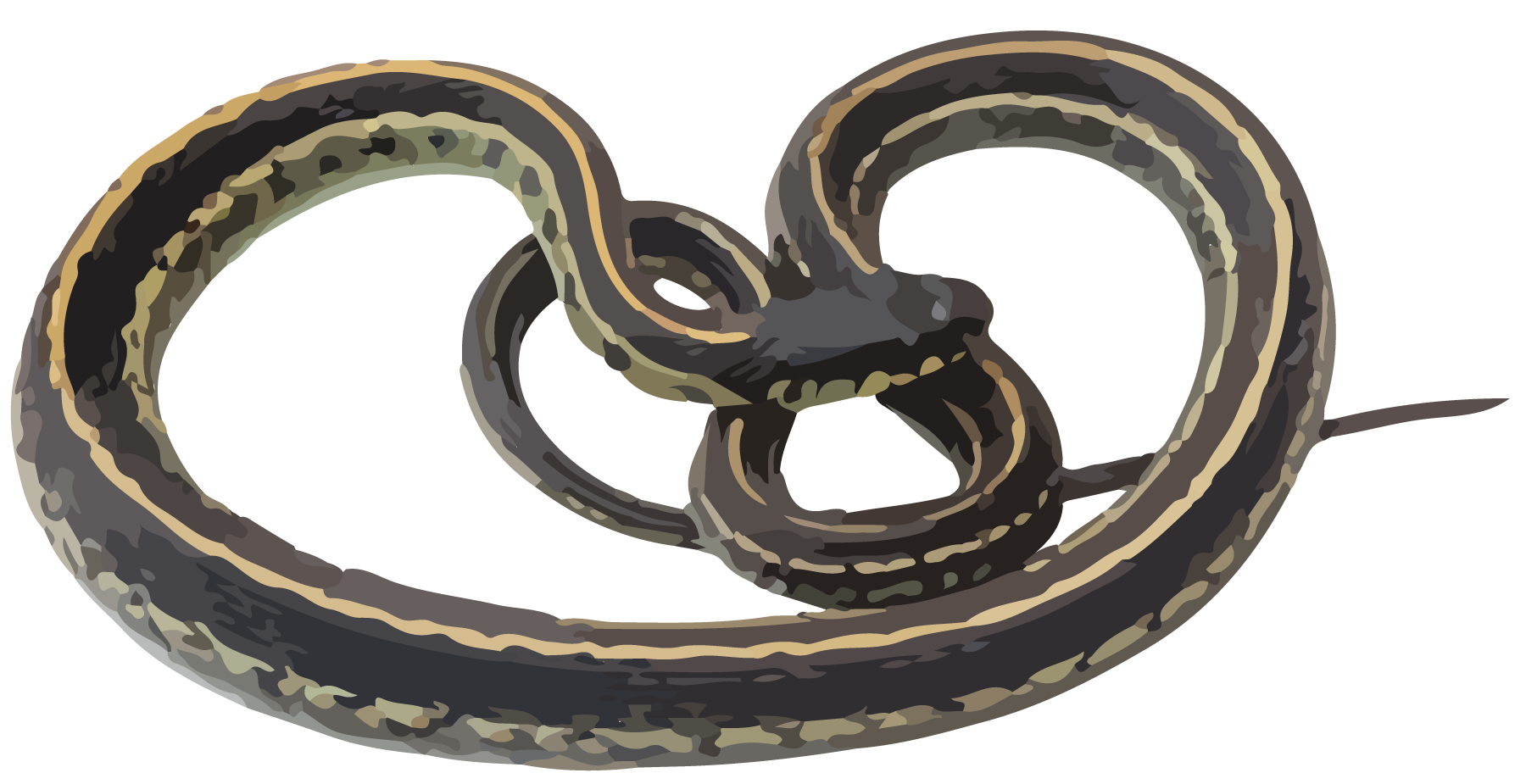 Reptile, Ribbon snake.