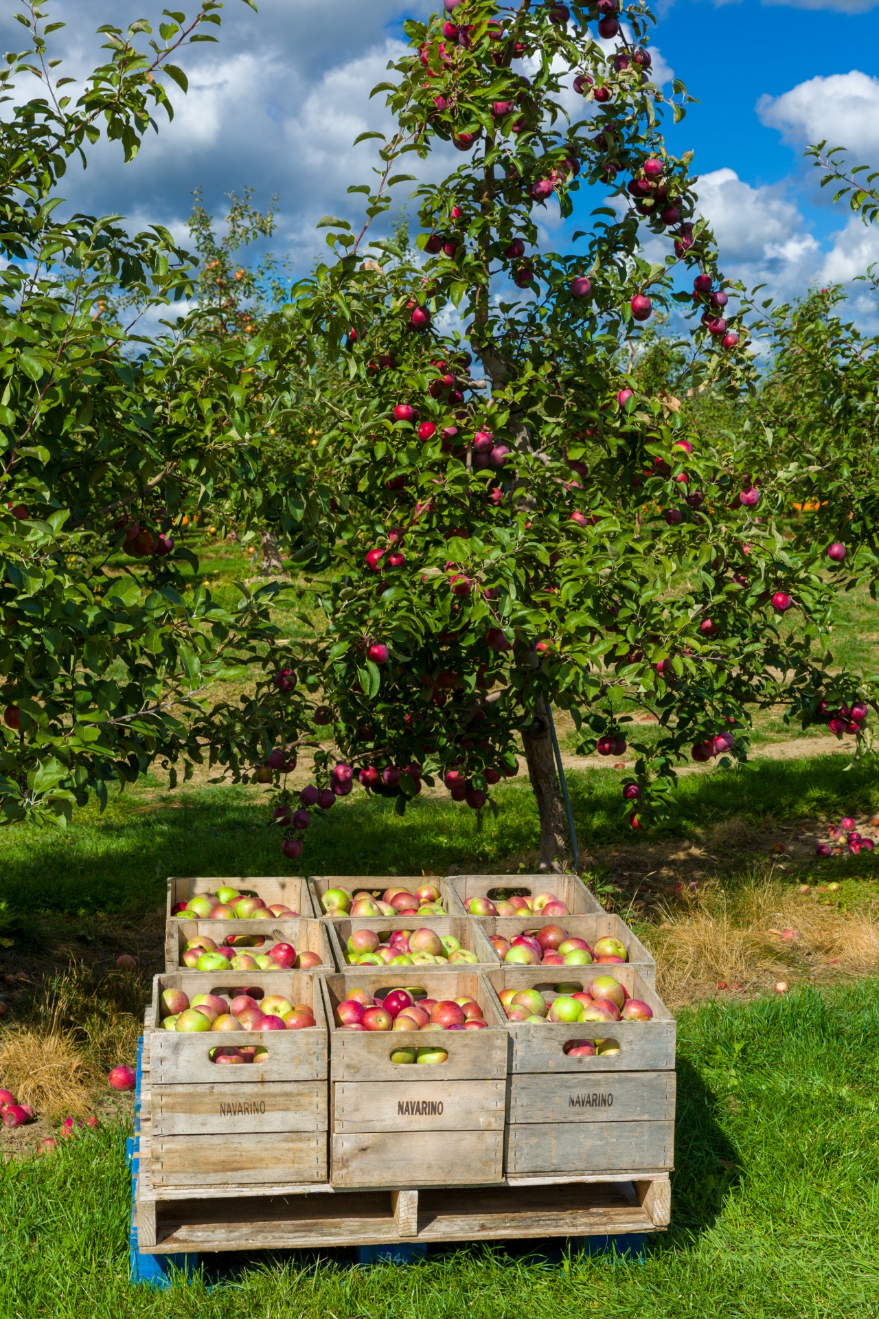 An apple orchard.
