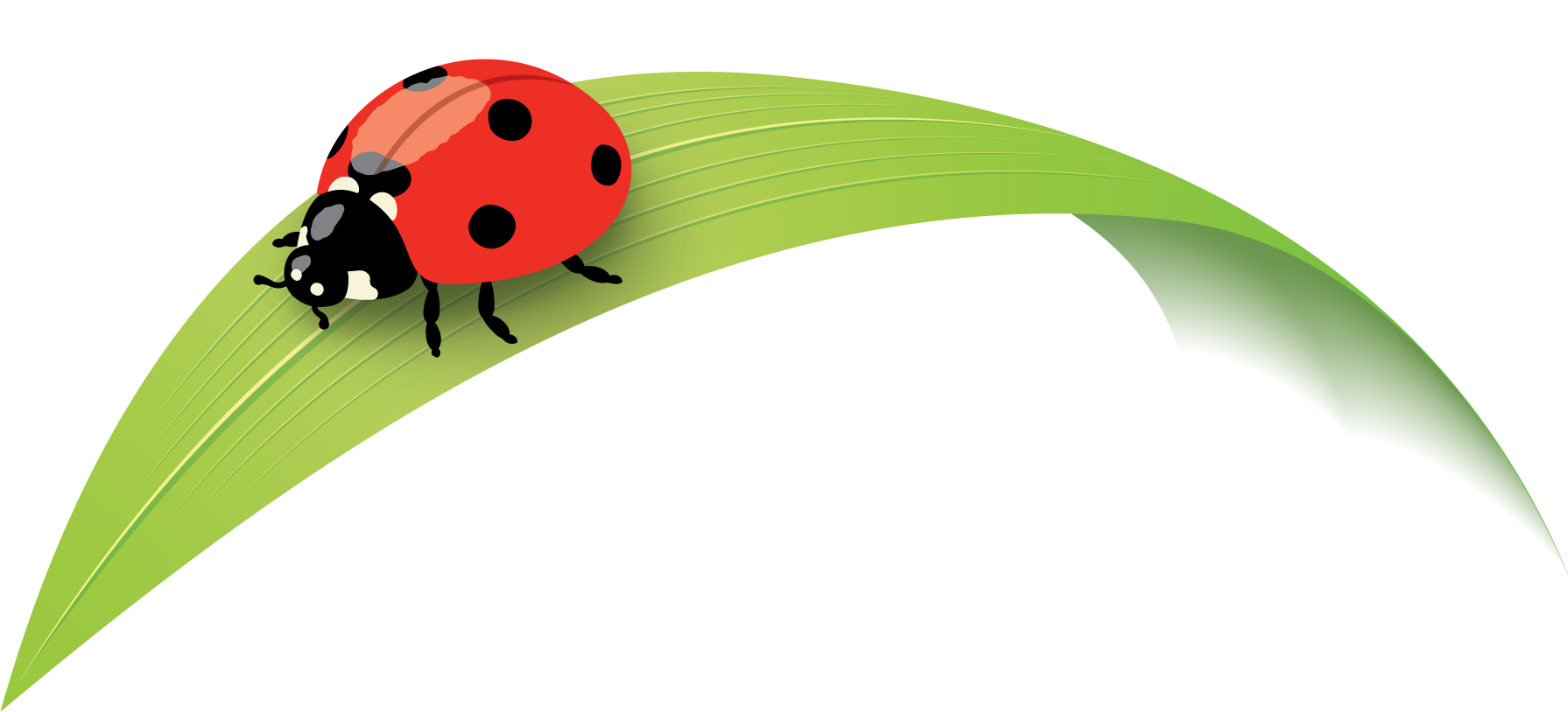 ladybug on a blade of grass
