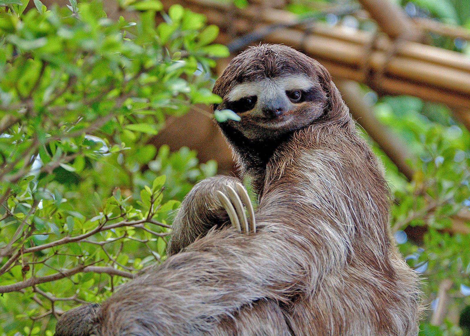 photograph of sloth.
