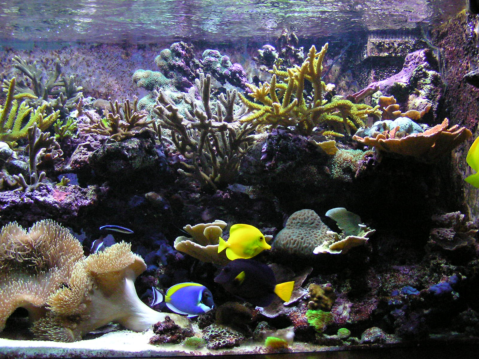 An image of a fish tank.