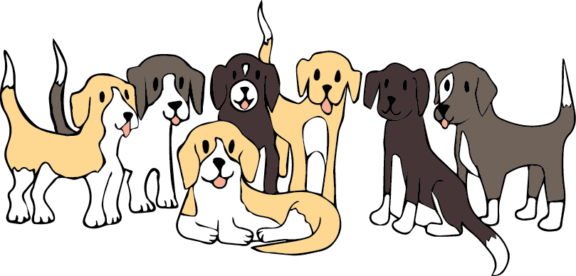 A picture of 7 similar sized beagle dogs.