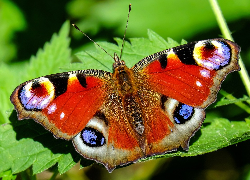 Photograph. Butterfly on a leaf.