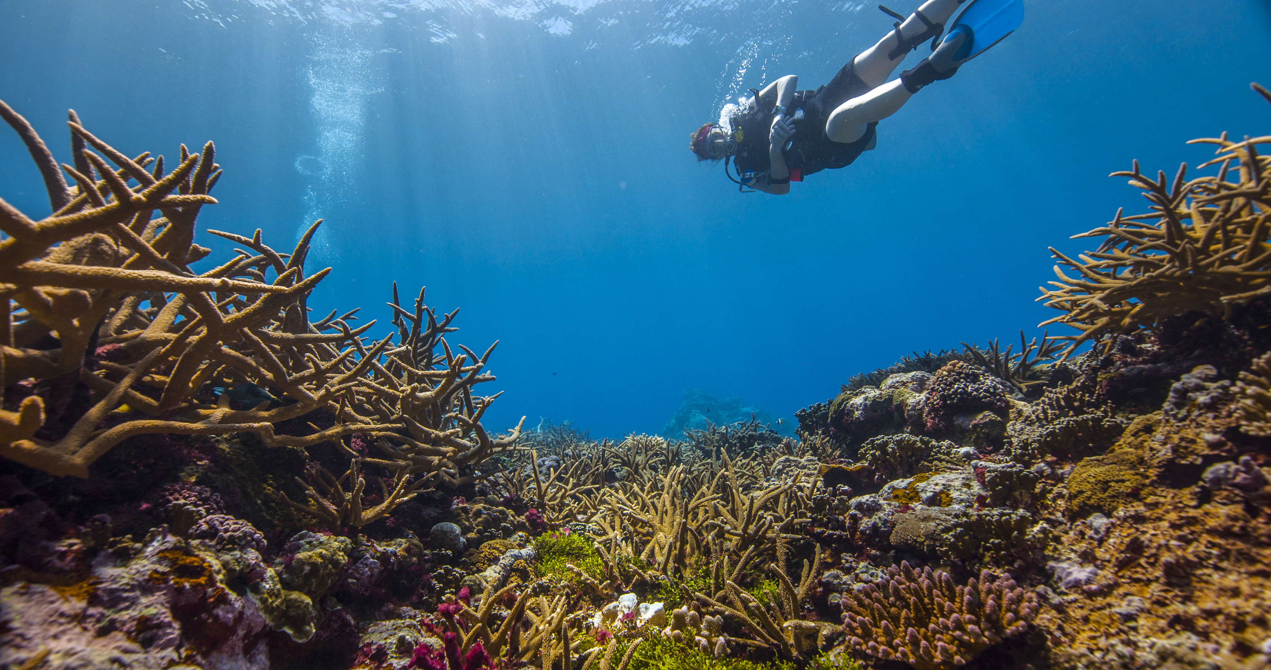 Coral underwater with diver