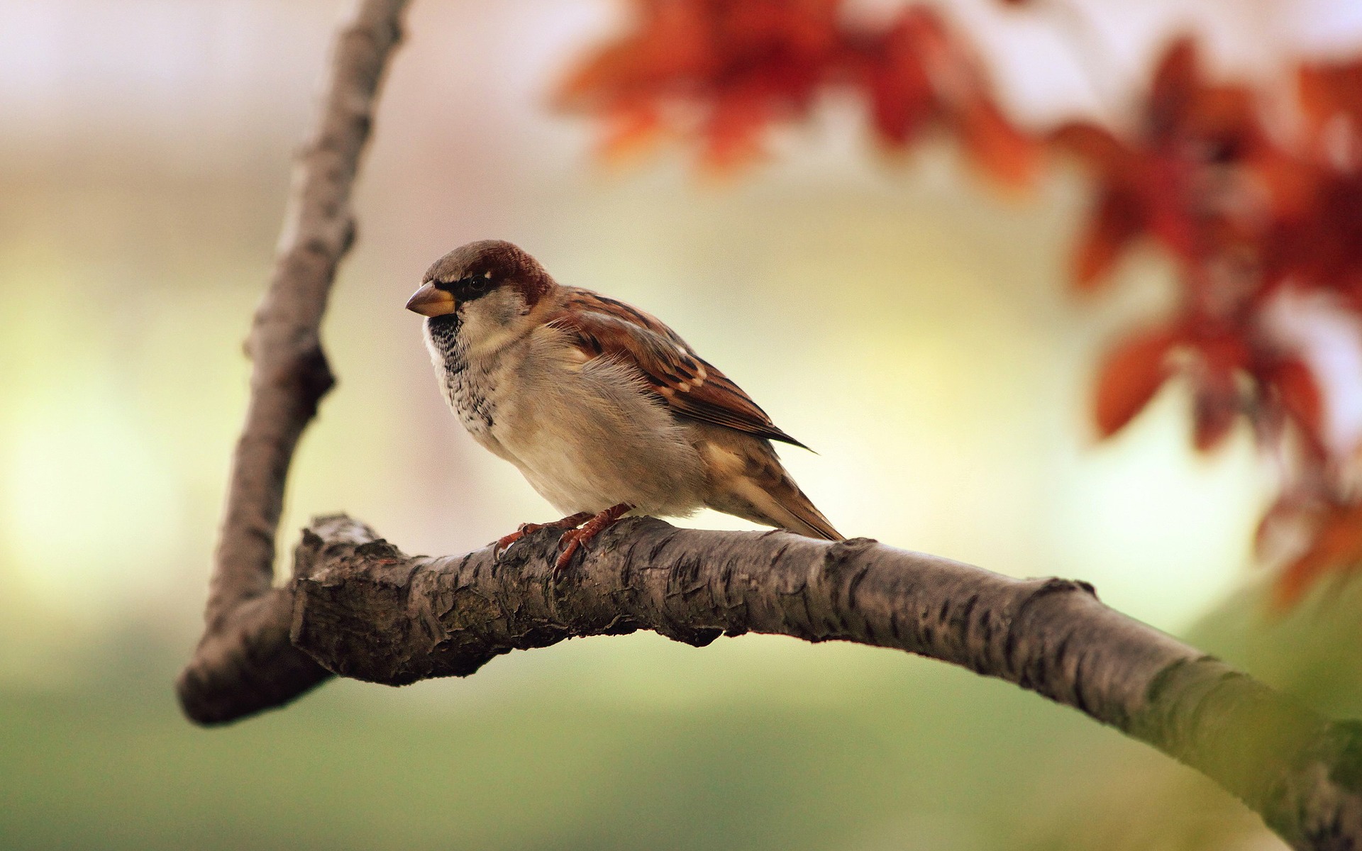 photo of a bird on a branch