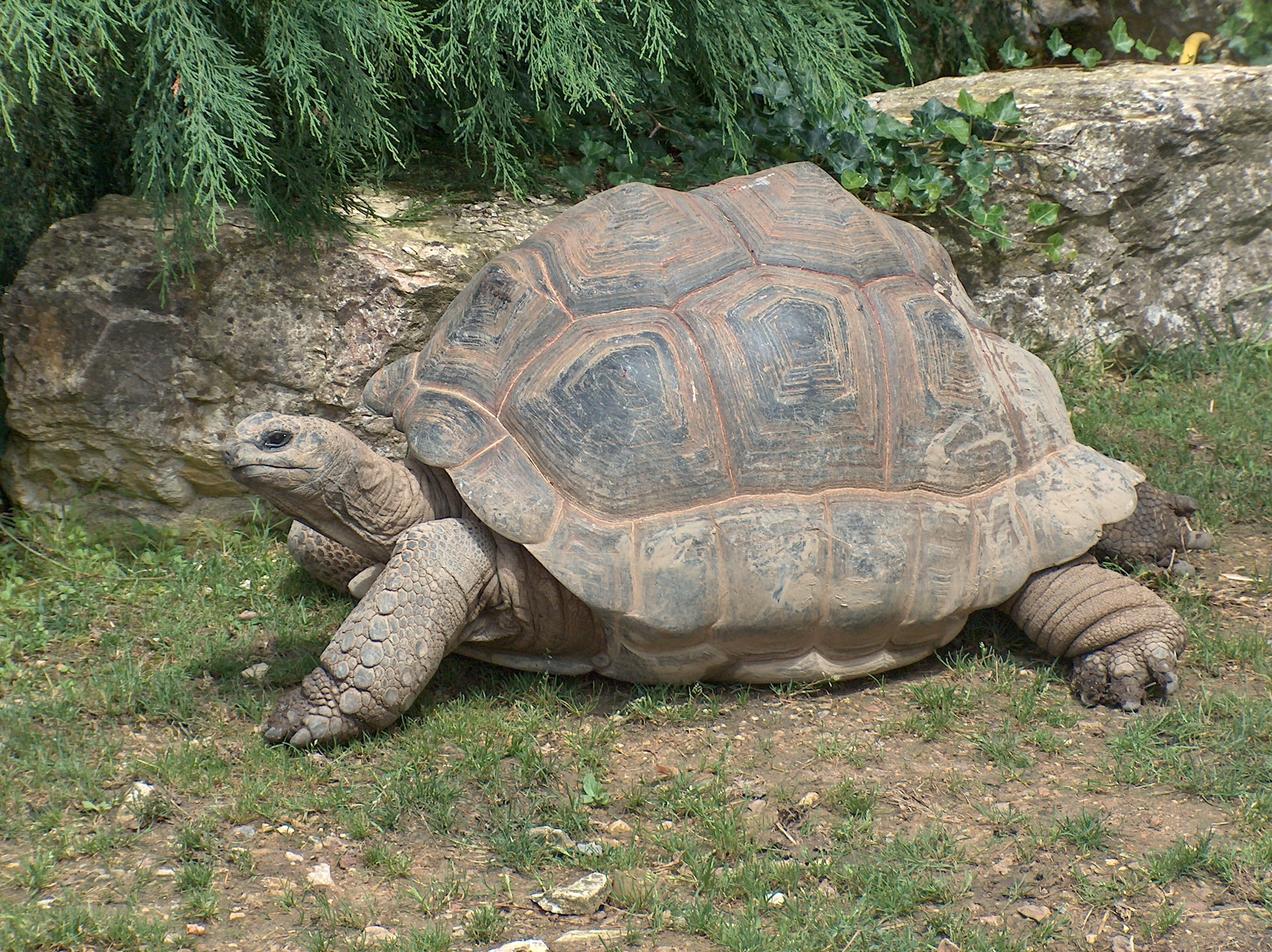 photo of a large tortoise
