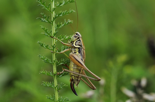 A photo of a cricket.