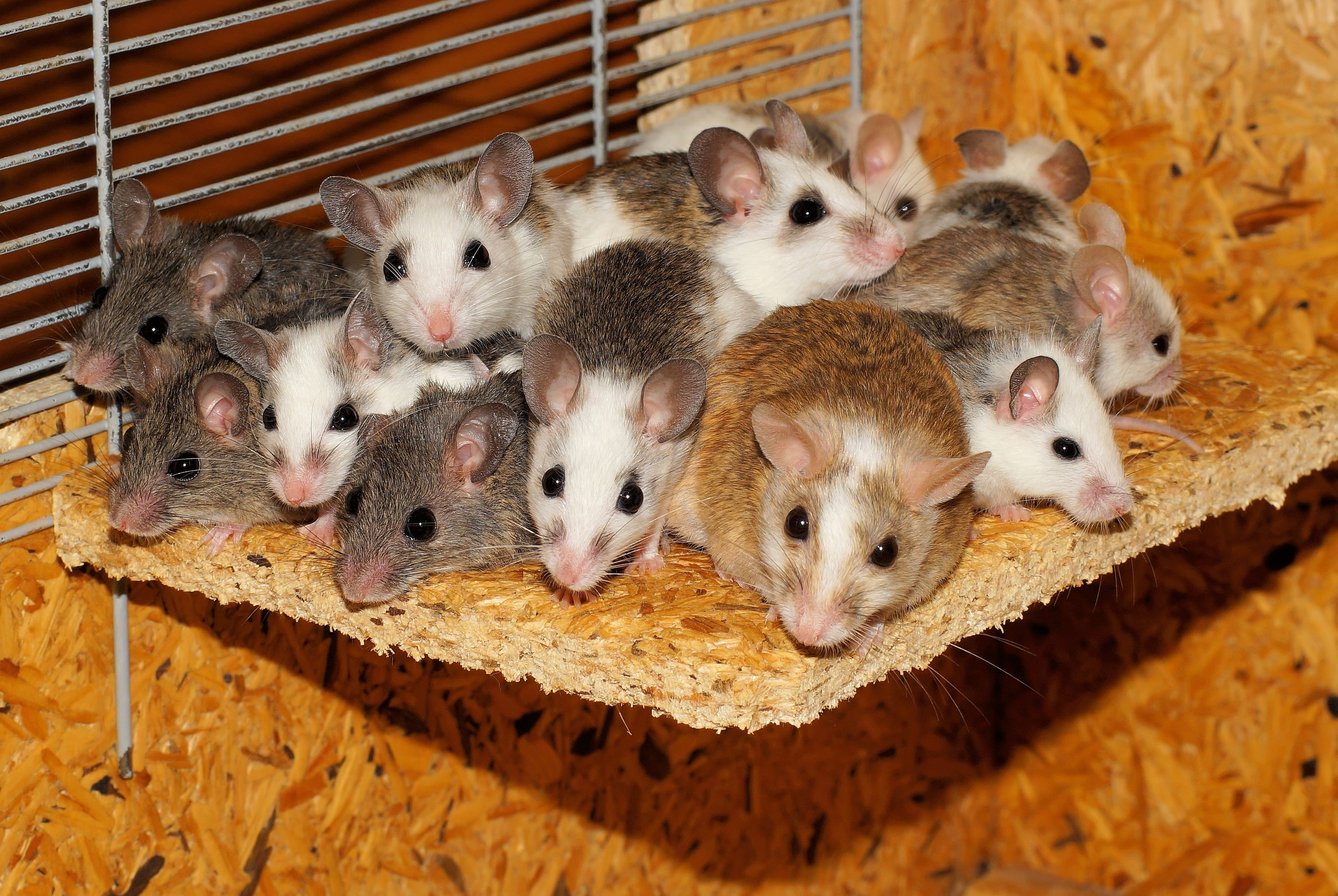 A photograph of many mice