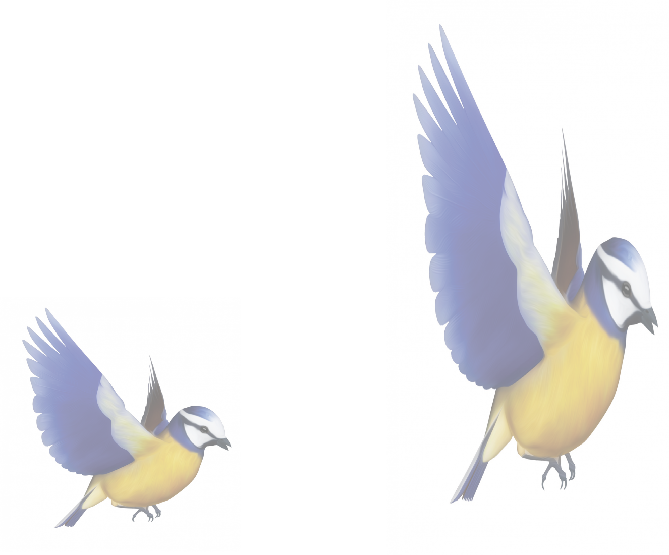 Two images of the same bird. The image on the right is taller and slimmer than the image on the left.