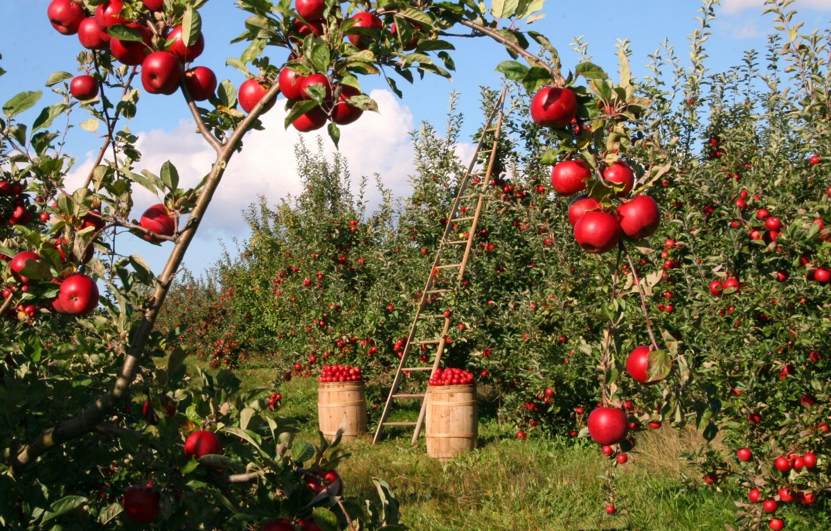 Apple trees in an apple orchard