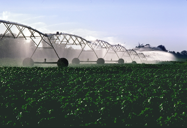 Image of irrigating a field of cotton.