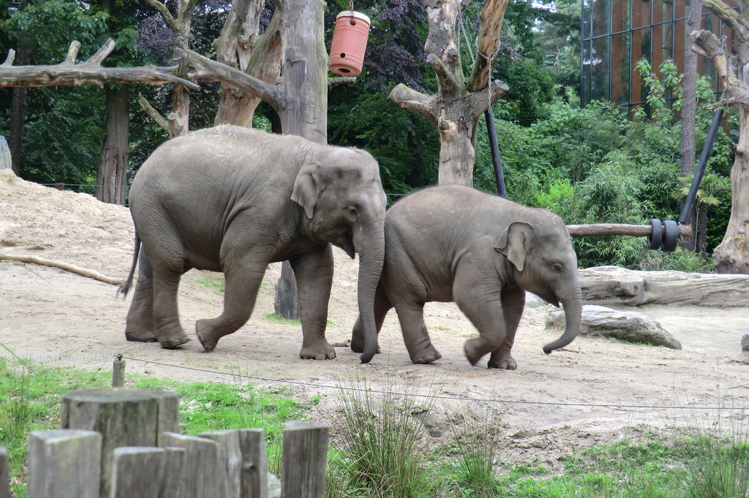 elephants in a zoo