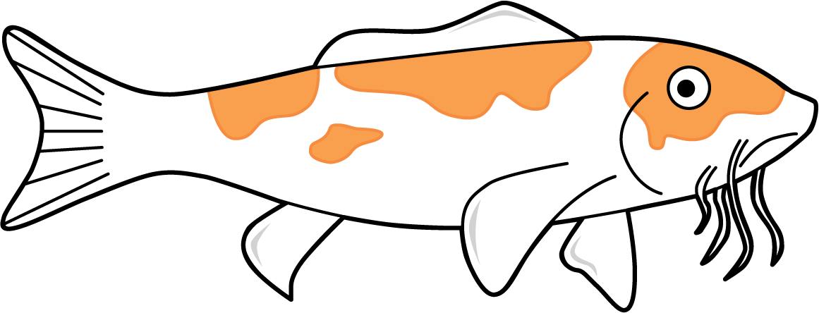 Fish. Koi