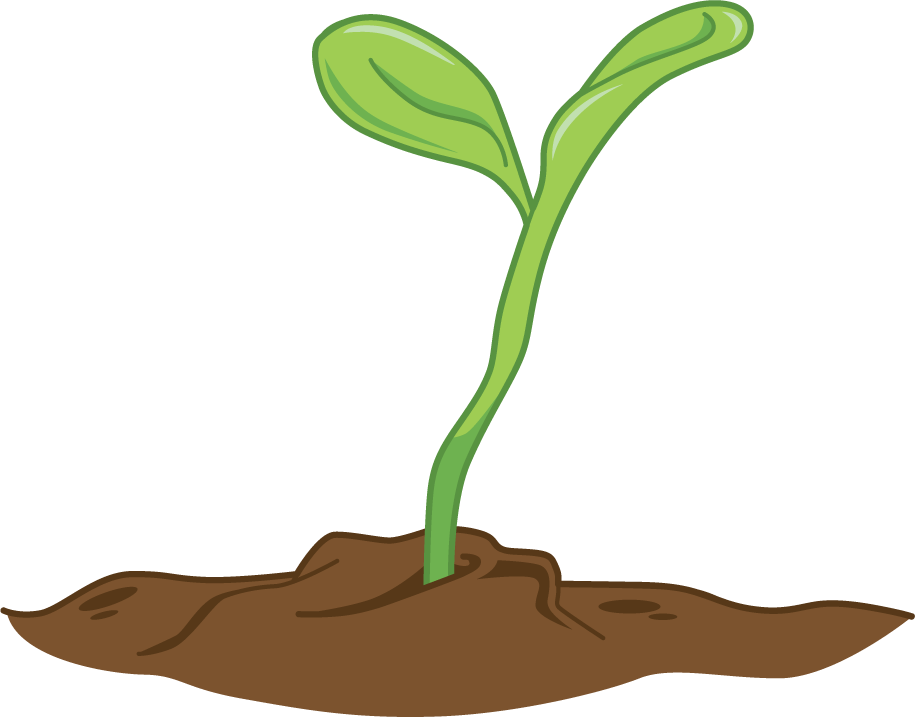 Illustration. A seedling.