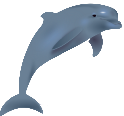 image of a dolphin