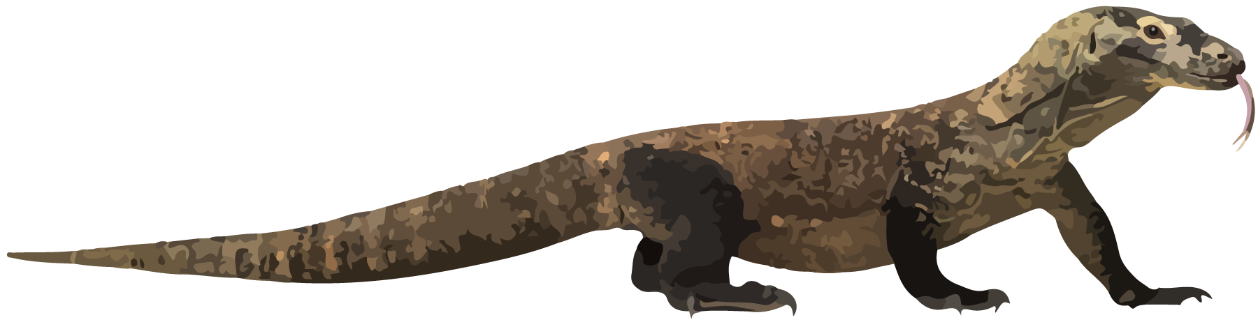 Reptile, komodo dragon.