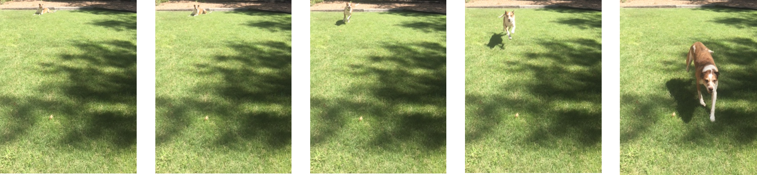 A series of five photos. The first two are identical, depicting the dog sitting far from the camera. In the next three, the dog moves closer to the camera.