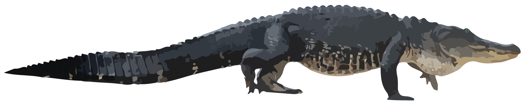 Reptile, Adult alligator.