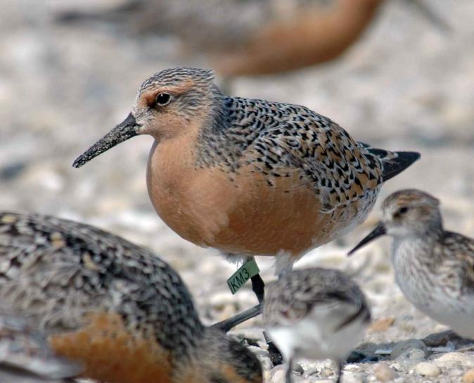 tagged red knot bird