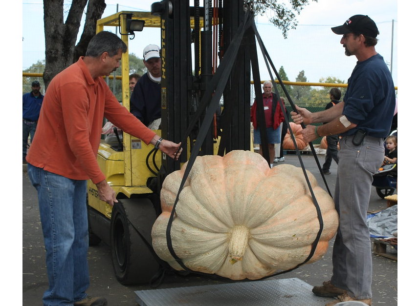 A giant pumpkin being weighed.