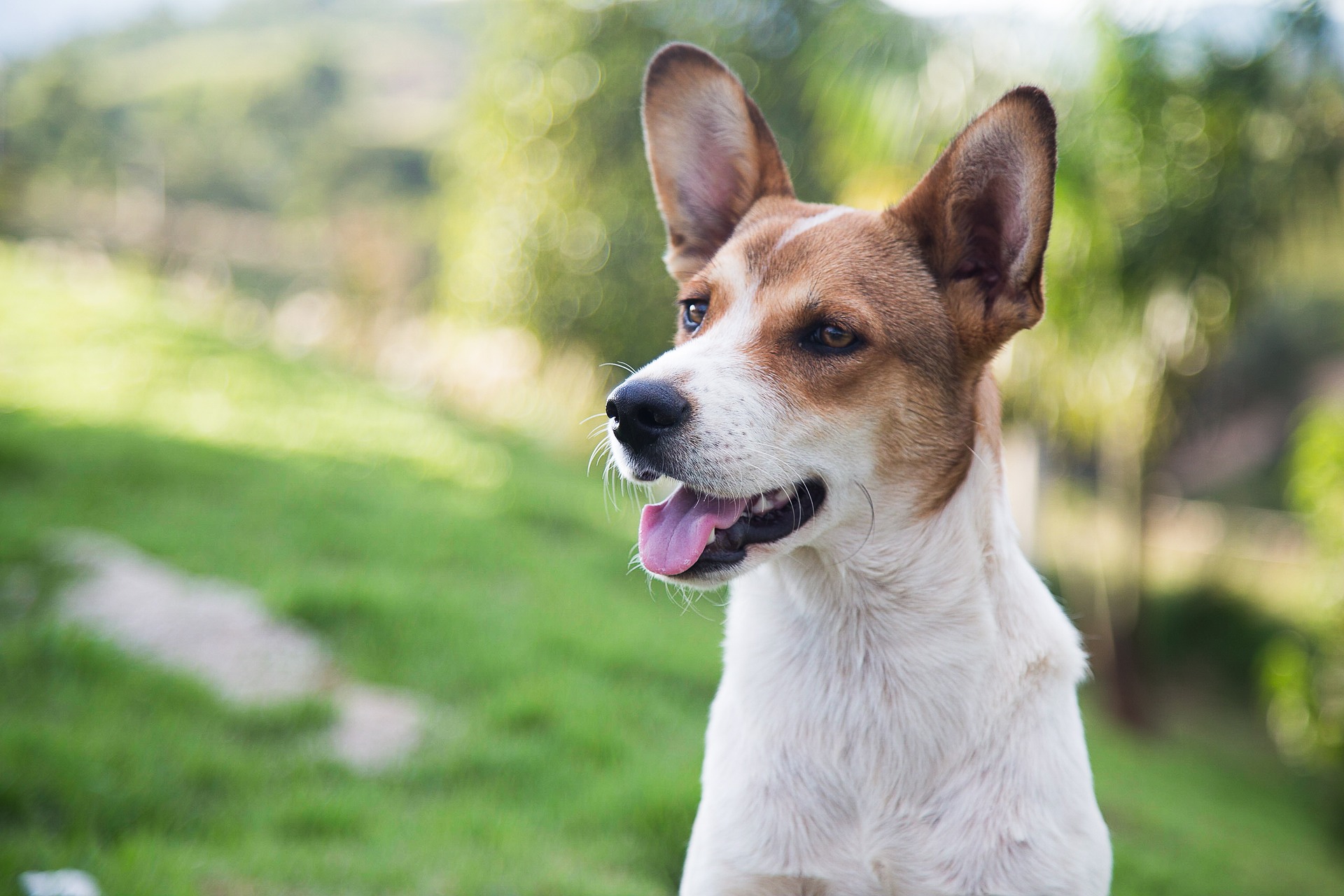 photo of a dog