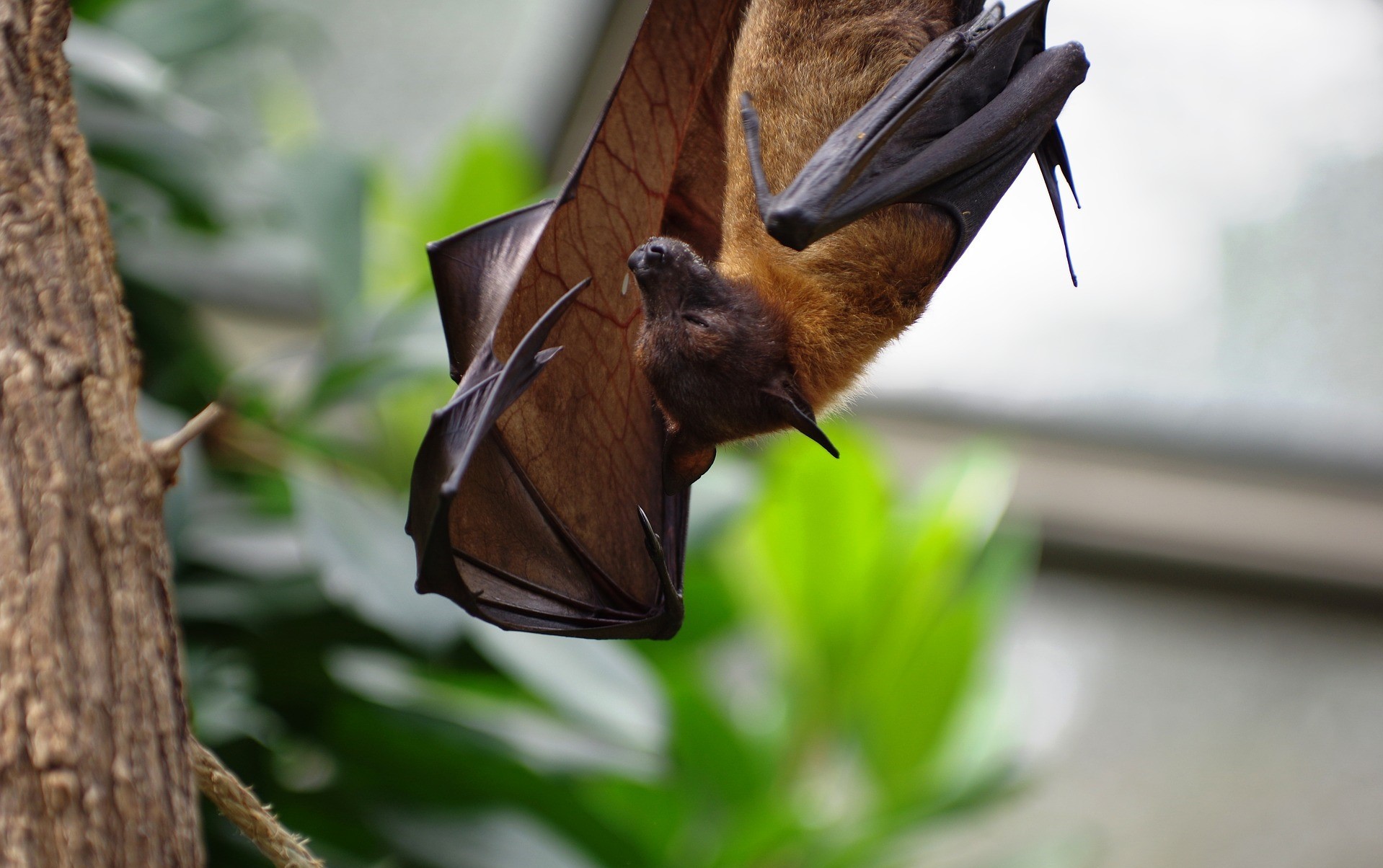 A photo of a bat hanging upside down