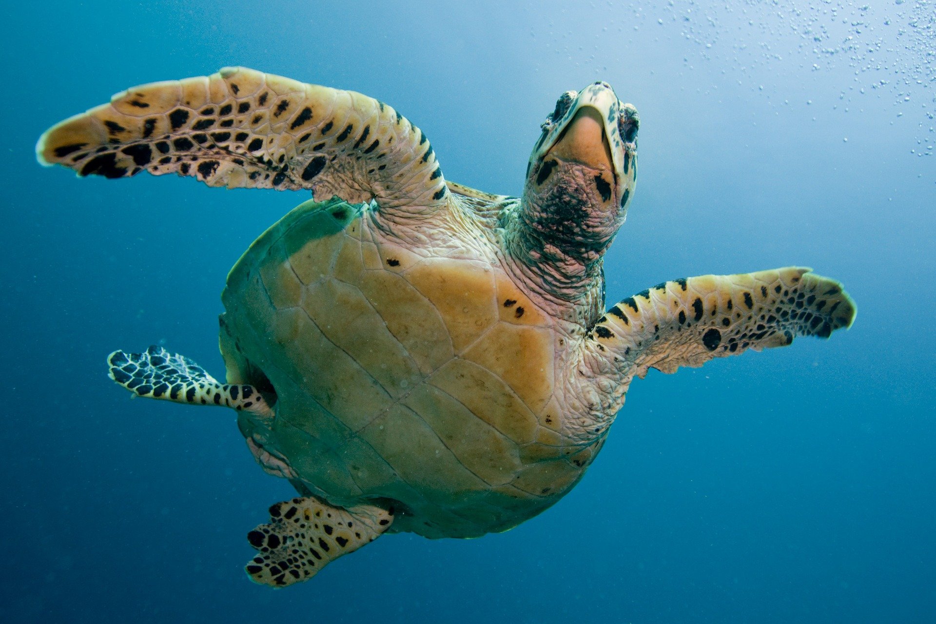 Sea turtle.