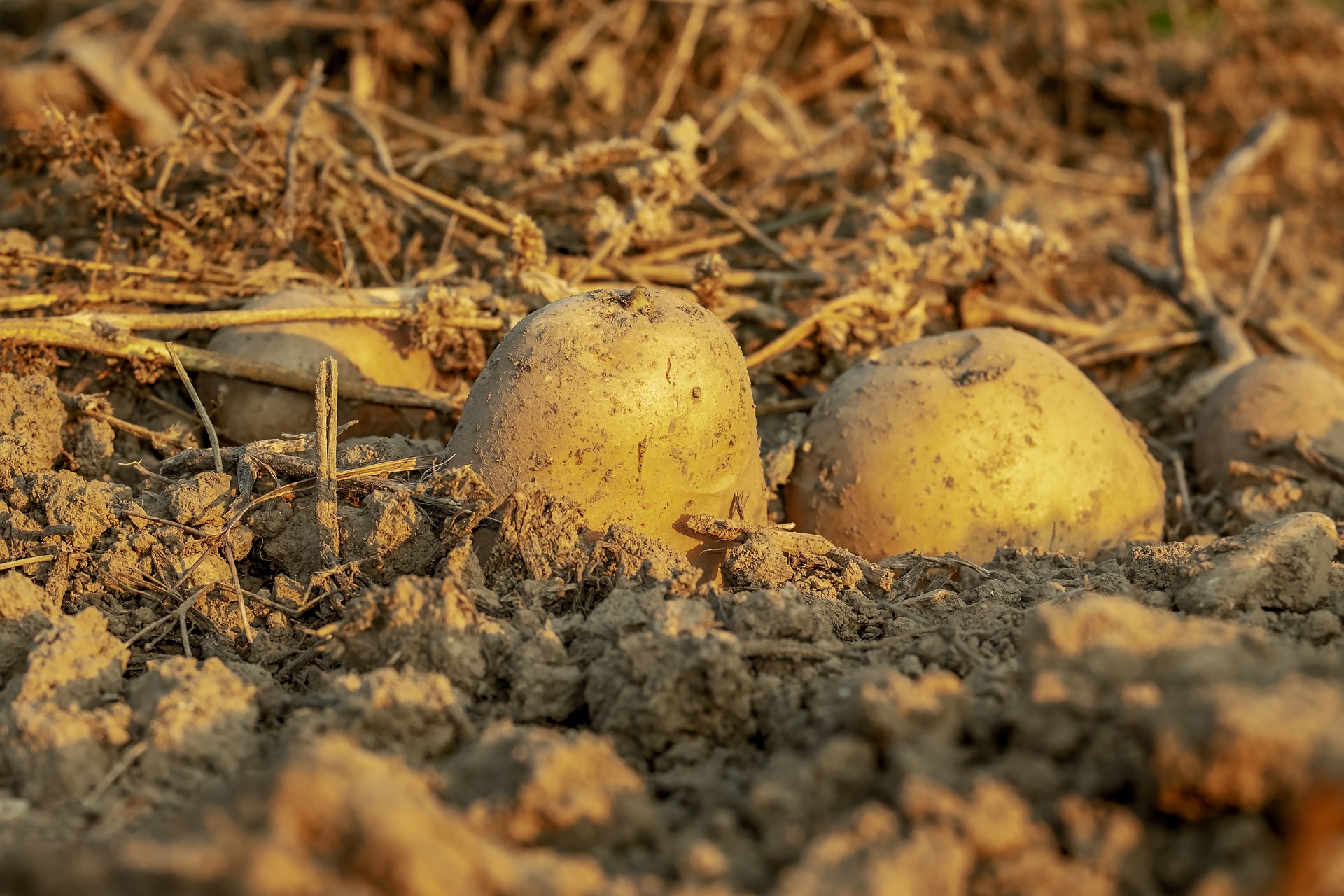 Potatoes in the ground.