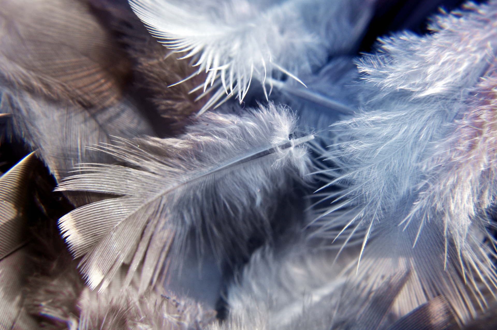 a pile of feathers