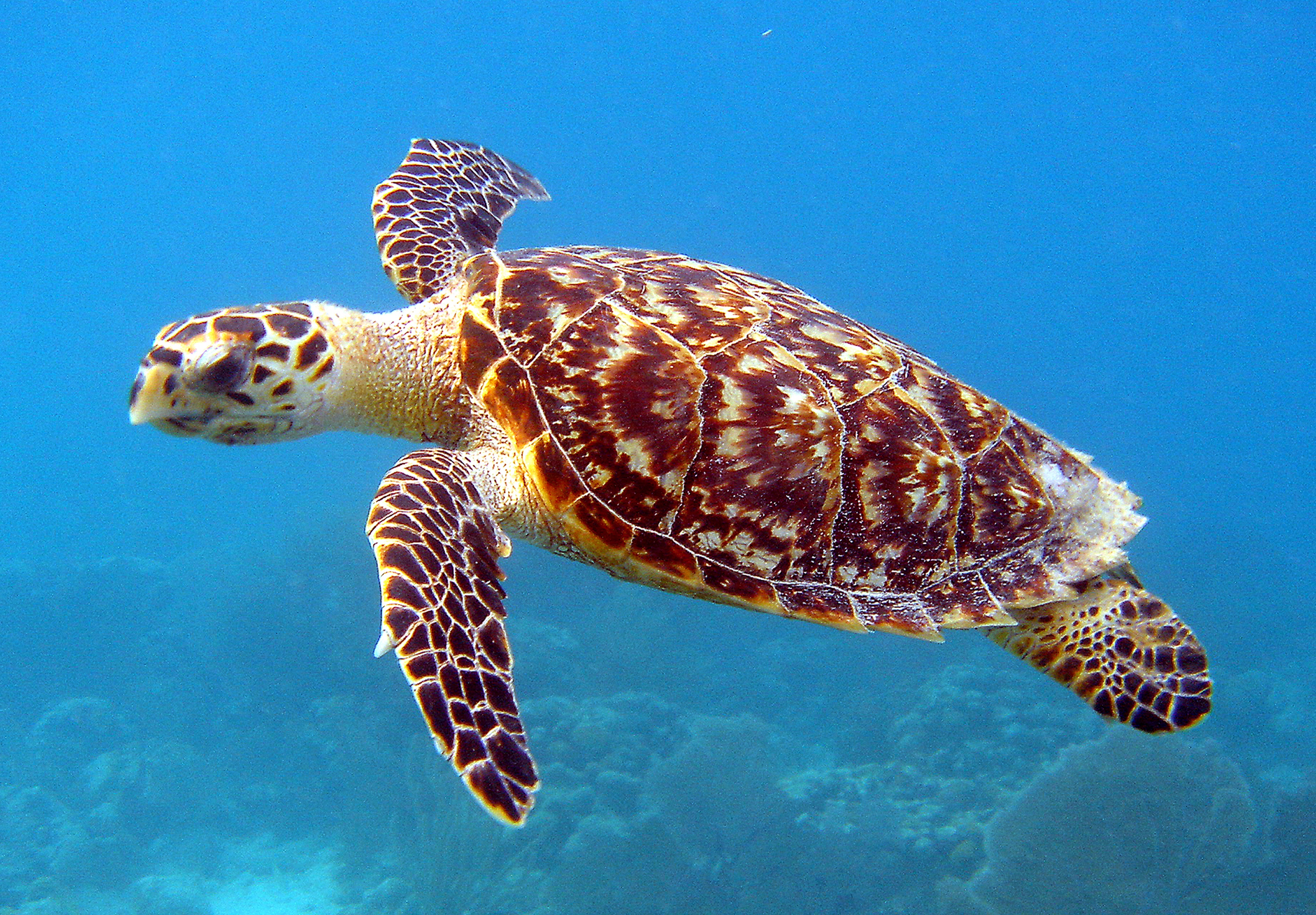 Photograph of a sea turtle.