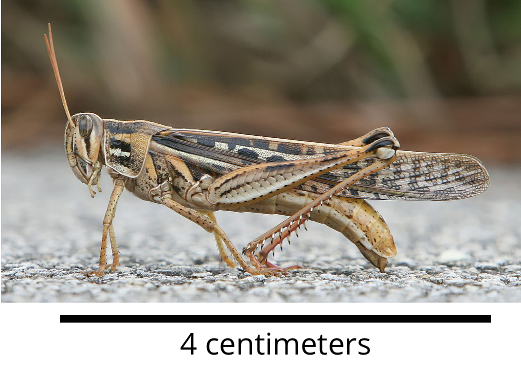 Grasshopper.