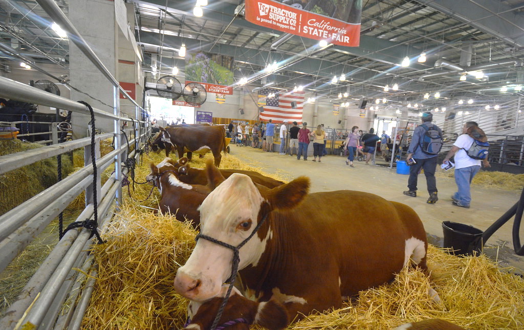 Cows.