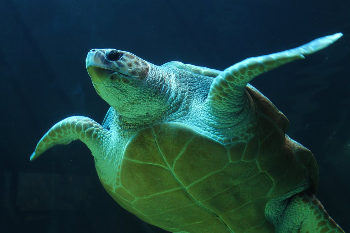 Image of a green sea turtle.