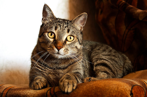A tabby cat.