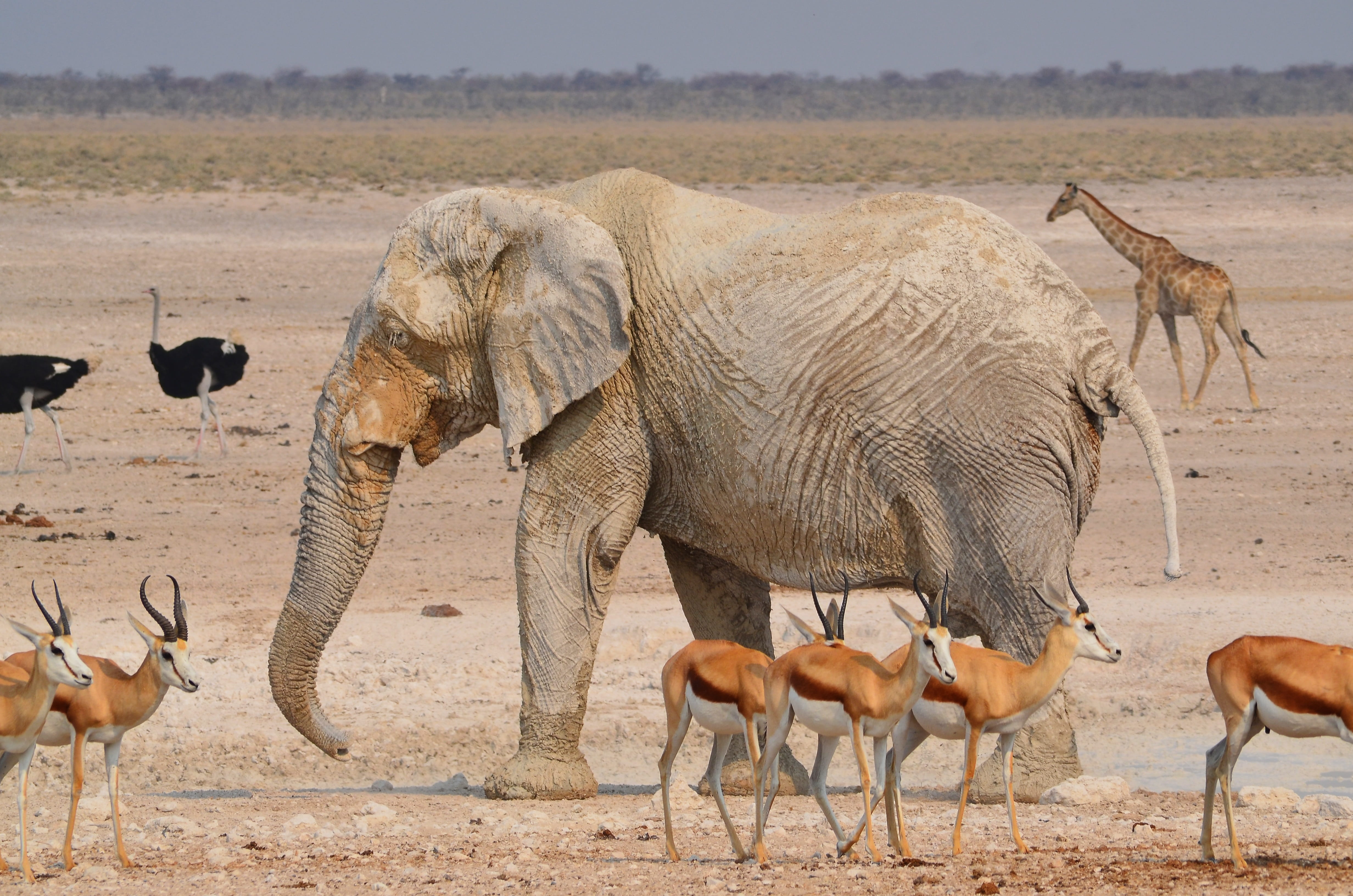 Photograph of animals. 1 elephant, much bigger than the other animals, 3 kinds of animals, more deer than birds.