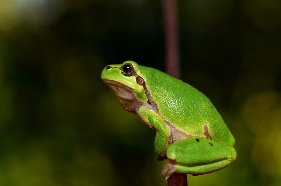 close-up of a frog on plant stem