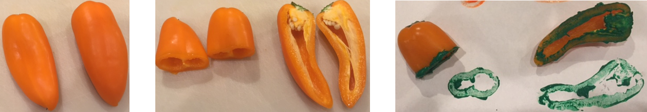 Photos of peppers whole, cut horizonally, cut vertically, and with imprints of painted cross-sections.
